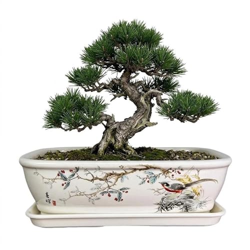 8" Bonsai Pots with Tray, Rectangular Planter in Blue & White - color: White Flower and Bird