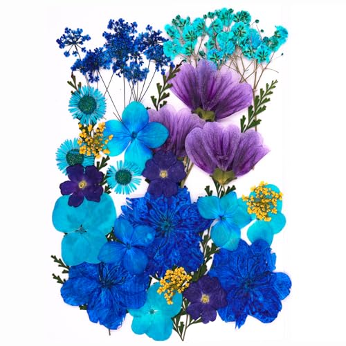 30Pcs Dried Pressed Flowers for Resin DIY Art Crafts Natural Dry Leaves Daisy Epoxy Jewelry Real Rose Flower Decor Cakes Bookmarks Phone Cases Candles Handmade Soap Ocean Blue - color: Ocean Blue