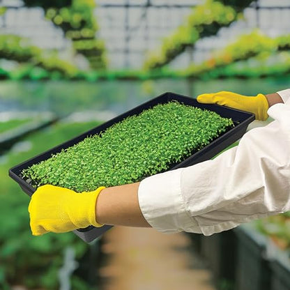 10 Plant Growing Trays (WITH Drain Holes) - 20" x 10" - Perfect Garden Seed Starter Grow Trays: For Seedlings, Indoor Gardening, Growing Microgreens, Wheatgrass & More - Soil or Hydroponic - size: Pack of 10