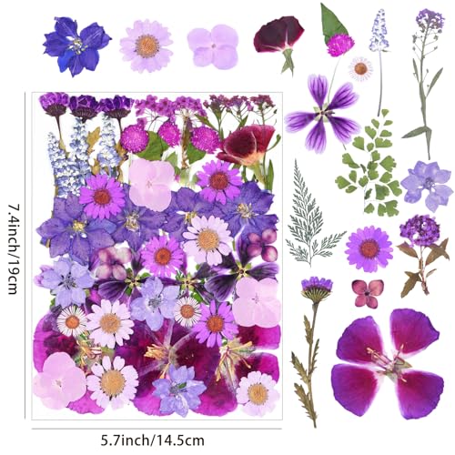 50Pcs Large Purple Dried Pressed Flowers for Crafts,Xinxinran Dry Flowers Kit for Resin Molds,Epoxy Resin Accessories,Bookmark,Nails, Jewelry Molds,Candle Making Supplies,Soap,Frame,Cakes - color: Large Purple 50pcs