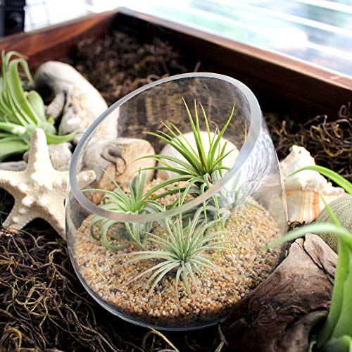 5 Inch Thick Slanted Glass Bowl Terrarium DIY Kit with Beach Sand and 3 Live Tillandsia Ionantha Air Plants - Indoor House Plants for Home and Office Decor - color: Beach Sand