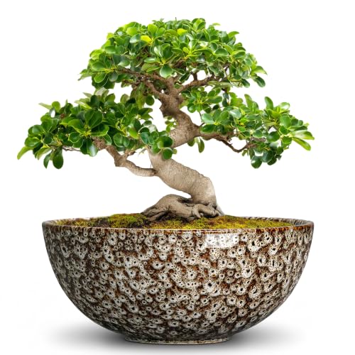 Bonsai Pots 10 Inch, Ceramic Succulent Pots, White Leopard | Round Planter Bowl for Indoor Plants Outdoor, Bonsai Tree Pot with Drainage Hole, Bedroom Decor, Gardening Gifts for Women - color: White Leopard-1, size: 10 Inch