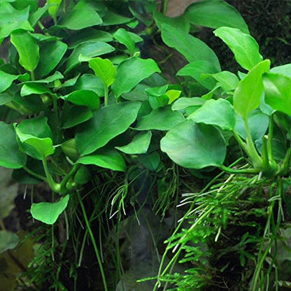 Potted Anubias Plants | Live Freshwater Aquatic Plants for Aquariums and Terrariums - Low Light, Low Maintenance Plants. (Potted Anubias Petite)