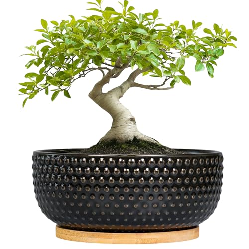 Bonsai Tree Pot - 8 Inch Ceramic Succulent Planters with Drainage and Plant Tray, Boho Round Shallow Bowl for Indoor Plants, Office Decor, Housewarming Gift, Black - color: Black