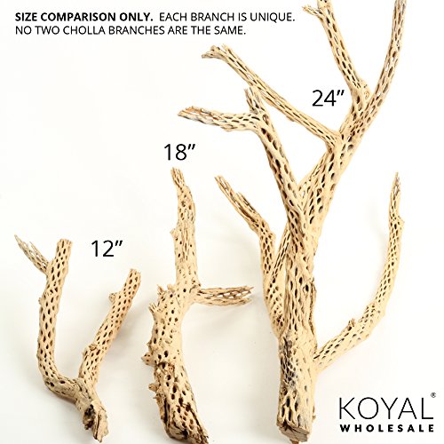 Koyal Wholesale 24" Cholla Wood Aquarium Leopard Gecko Tank Accessories Untreated Large Driftwood for Aquarium Wood Hermit Crab Accessories Drift Wood for Shrimp Tank Gecko Accessories - size: 24-Inch
