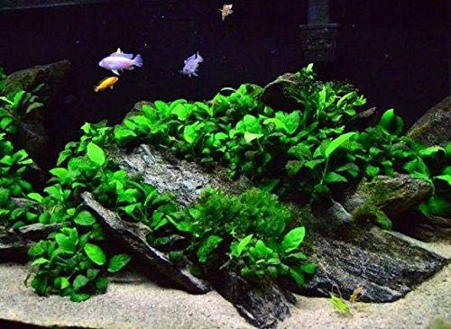 Potted Anubias Plants | Live Freshwater Aquatic Plants for Aquariums and Terrariums - Low Light, Low Maintenance Plants. (Potted Anubias Petite)