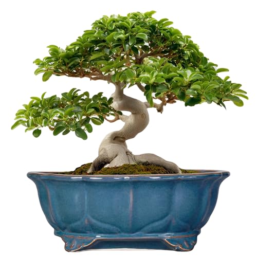 Bonsai Pots - 13.2 Inch Oval Ceramic Pots for Plants, Large Succulent Planter with Drainage Hole, Decorative Planters for Indoor Outdoor, Garden House Decor, Housewarming Gifts, Retro Blue - color: Oval Blue, size: 13.5 Inch