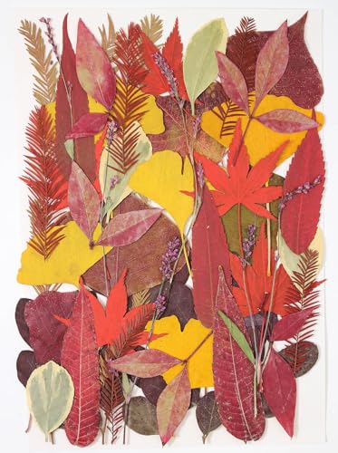 Large Bulk Fall Dried Pressed Leaves for Craft, Real Dry Natural Flower Leaf Daisy for Resin Mold, Cake Decor, Phone Cases (Autumn Leaves) - color: Autumn Leaves