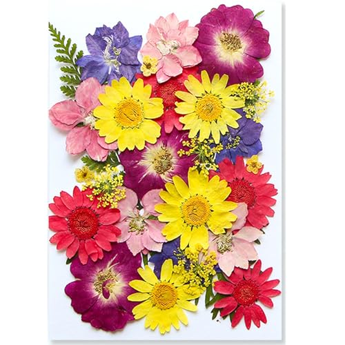 30Pcs Dried Pressed Flowers for Resin DIY Art Crafts Natural Dry Floral Daisy Epoxy Jewelry Real Rose Flower Summer Colorful Decor Cakes Bookmarks Phone Cases Candles Handmade Soap - color: Colorful