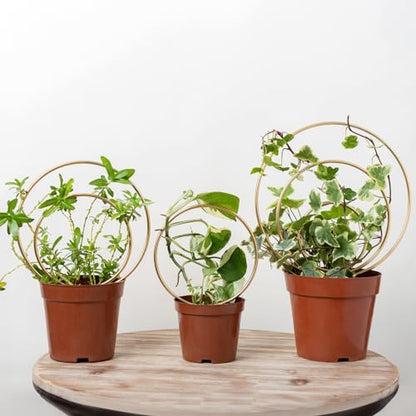 Mirthdino Hoya Trellis- Metal Plant Trellis Indoor 3-Pack for Climbing Plants - Gold Small Garden Trellis for Ivy and Flowers - Unique Patterns - Outdoor Potted Plant Support | Small Plant Trellis for Pots, Hoya Trellis for Indoor Plants, Pothos Trellis I