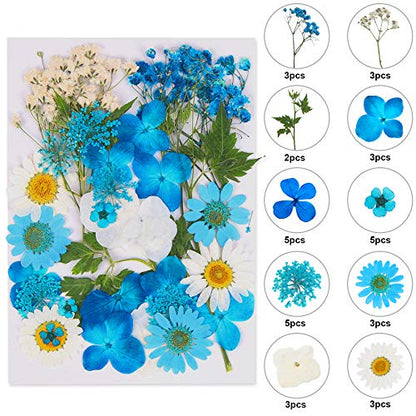 Augshy Blue Dried Pressed Flowers - Natural Real Colorful Dry Flowers for Resin Jewelry Nail Art Craft DIY - color: Blue