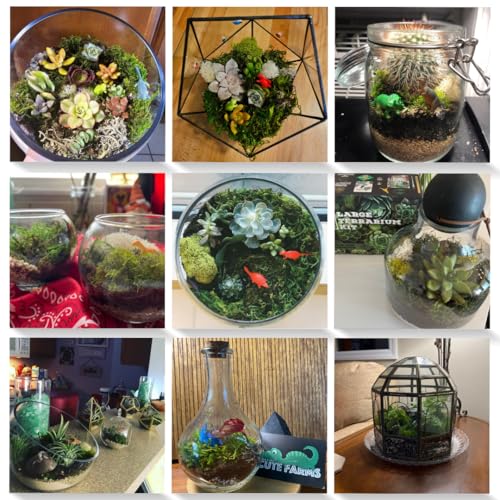 Cute Farms Terrarium Starter Kit | Moss, Vermiculite, Soil, Pebbles, Plant Food, Finishing Tools, Build and Care Guide | DIY Succulent Terrarium for Adults and Kids (Large + Live Plants) - size: Large Kit + Live Plants