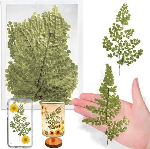 HEISENLIN Natural Dried Iron Wire Fern Leaves for Resin, 42PCS Real Pressed Dry Ferns Leaves Plant Pressed Leaf for Resin Art DIY Craft Embellishment Jewelry Card Scrapbooking Making Decor - color: Iron Fern Leaves