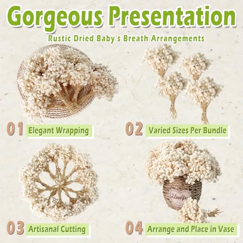 2500+ Mini Dried Babys Breath Flowers, 75 Pcs Ivory White Baby Breath Flowers, Natural Dried Gypsophila Bouquets for Rustic Wedding Decor, DIY Crafts, Gift Wrapping, Vase Arrangement - size: 6 inch
