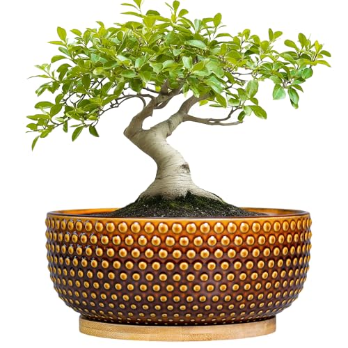 Bonsai Pots - 8 Inch Succulent Bowl for Indoor Plant, Shallow Round Ceramic Planters with Drainage Hole and Saucer, Boho Home Room Office Apartment Decor, Plant Lovers Gifts, Brown - color: Brown