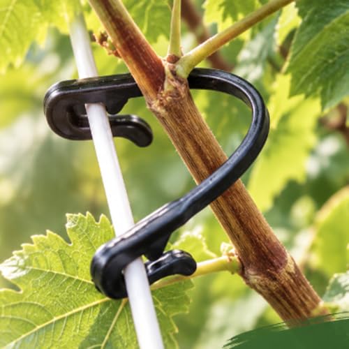 600-Pack Grape Vine Trellis Clips | Compatible with Raspberry Canes, Kiwi, Grapevines, Plant Support Ties, Garden Training Buckles & Hooks