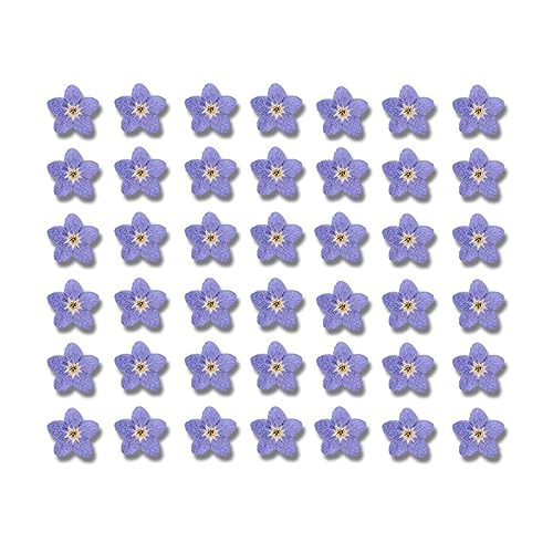 Leadigol Blue Forget Me Not Flowers,Don't Forget Me Dried Flower,Natural Real Dried Pressed Flowers, for Scrapbooking Art Crafts,Jewelry Soap Making,Nails Art Flowers Decorations