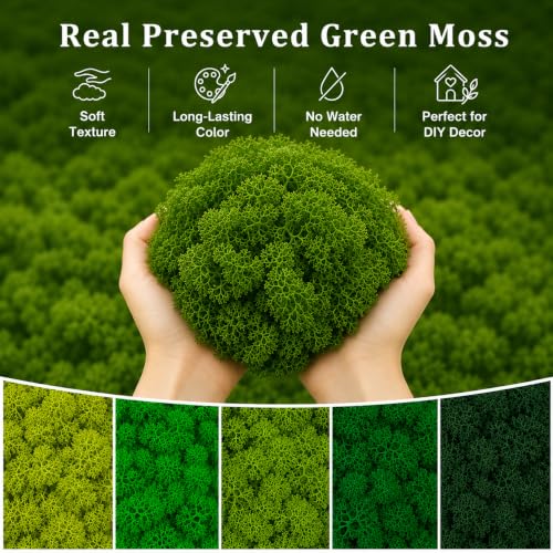 Preserved Reindeer Moss Mix, Natural Green, 1.1 lb | for Wall Art and Crafts