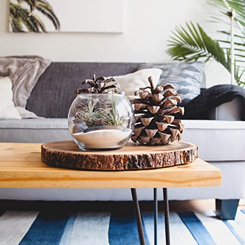 Shop Succulents | Assorted Collection of Live Air Plants, Hand Selected Variety Pack of Air Succulents | Collection of 8 - size: 8 Pack, style: Assorted Collection