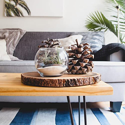 Shop Succulents | Assorted Collection of Live Air Plants, Hand Selected Variety Pack of Air Succulents | Collection of 8 - size: 8 Pack, style: Assorted Collection