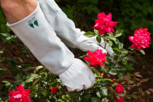 Leather Gardening Gloves by Fir Tree. Premium Goatskin Gloves With Cowhide Suede Gauntlet Sleeves. Perfect Rose Garden Gloves. Men's and Women's Sizes. M-8 (See Size Chart Photo) - size: Medium (Pack of 1)