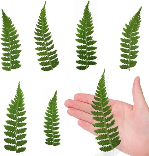 ALJ 42PCS Pressed Dried Fern Leaves for Resin Crafts, Real Natural Dried Pressed Ferns Leaves Plant for Resin Jewelry Pressed Leaf Art DIY Craft Decors Card Making DIY Scrapbooking - color: Leg Fern Leaves