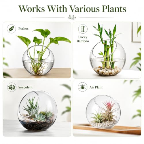 3 Pack Glass Terrarium Bowls for Air Plants, Clear Hydroponic Plant Propagation Vases with Wide Opening, Mini Indoor Garden Containers for Succulents, Pothos and Desk Decor