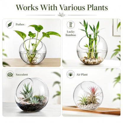 3 Pack Glass Terrarium Bowls for Air Plants, Clear Hydroponic Plant Propagation Vases with Wide Opening, Mini Indoor Garden Containers for Succulents, Pothos and Desk Decor