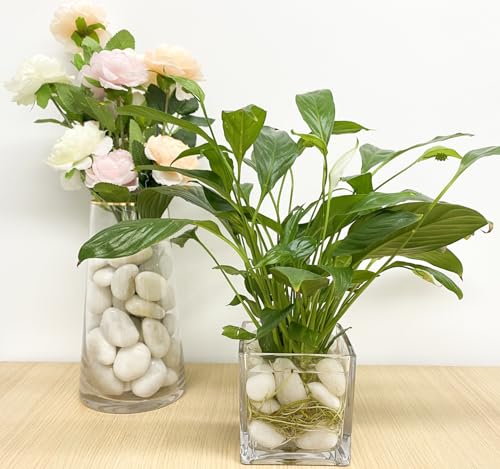 FANTIAN 2 lbs Polished White Pebbles for Pebbles, 1-2 Inch Smooth White River Rocks for Plants Potted Vases Fillers Fish Tank Landscaping and Outdoor Garden Decorative Rocks - size: 1-2 Inch, style: 2 Pounds