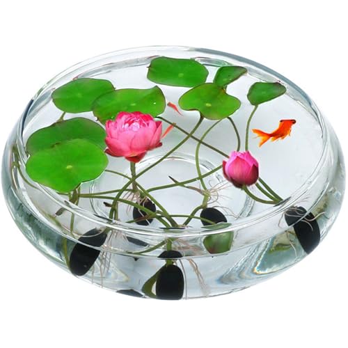 Lotus Bowl Planter Glass Lotus Bowls for Planting in Water Indoors Bonsai Pots No Drainage Hole Hydroponic Aquatic Plants Terrarium Fish Bowls Large - size: Large