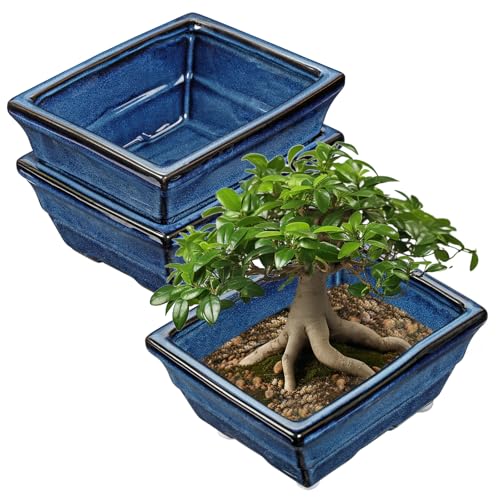 Villa Como Set of 2 Large Bonsai Pots with with Drainage Hole, 8" | Blue Glazed Ceramic Bonsai Tree Pots, Shallow Rectangle Bonsai Planter for Indoor Outdoor Plants, Succulents, Cactus, Flowers - color: Blue, size: 8.1"x6.2"x3.5"
