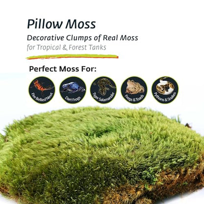 Galápagos (05234) Pillow Moss, Clumps of Real Moss, Natural, 4QT,Green