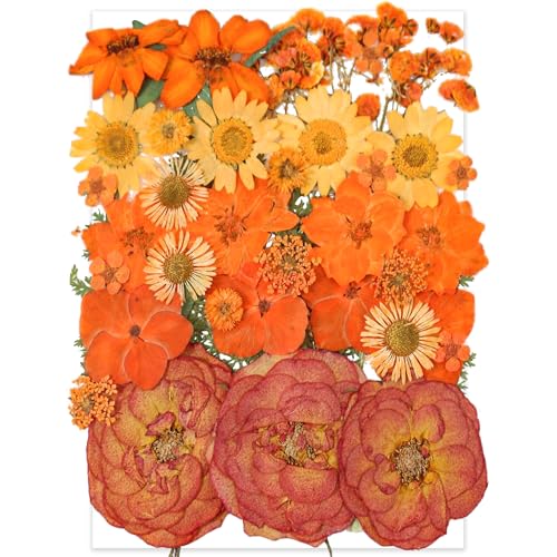 14 Types 37pcs Orange Dried Pressed Flowers for Resin Molds,YouthBro Real Natural Pressed Flowers for DIY Art Crafts,Candle Making, Nails Décor,Soap Making, Phone Case - color: Orange