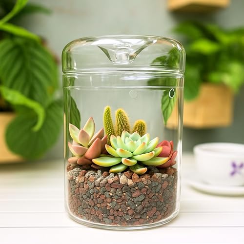 LaLaGreen Indoor Planter (6x9 Inch) Small Glass Terrarium Jar with Lid for Succulent Plants, Reptile Cactus Mini Fern Fairy Moss Tabletop Decoration Container Pot Kitchen Office Home Garden Decor
