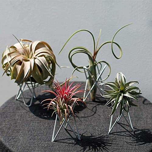 4 Packs Airplant Plants Holder Metal Base Geometric Air Plants Stand Tabletop Air ferns Planter Rack White Tillandsia Display Containers Himmeli Decor . - color: White