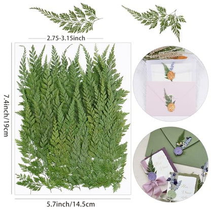 50Pcs Green Leaves Dried Pressed Flowers for Crafts,Xinxinran Ferns Dry Flower Kit for Wedding Invitation Accessories,Bookmark,Jewelry Molds,Candle Making Supplies,Soap,Frame - color: Green Leaves 50pcs