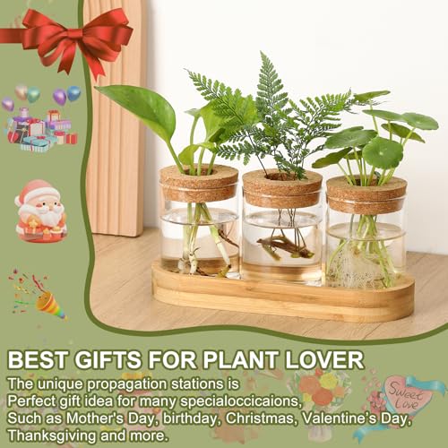 Plant Propagation Stations,3 Pcs Glass Vases with Wooden Stand &Lid - size: 8.7"L x 3.5"W x 4.7"H