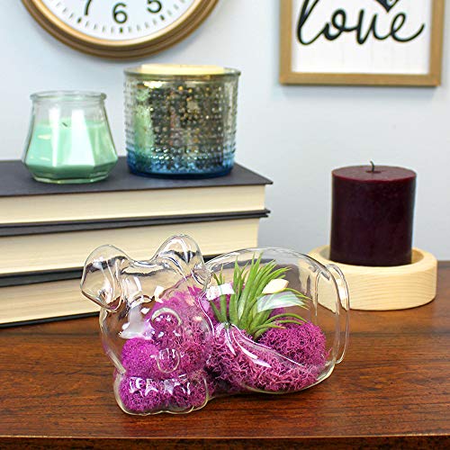 5.75" Puppy Dog Shaped Glass Terrarium Kit with Live Tillandsia Air Plant and Bright Colored Reindeer Moss (Pink) - color: Pink