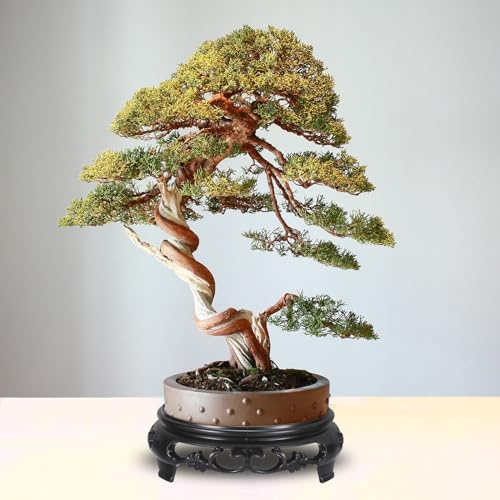 PATIKIL Planter Display Stand, 4.5 Inch Dia Plastic Round Bonsai Base Imitation Wood Style Stand Holder Home Decor Display for Table Lamp Teapot Base, Black - size: 4.5 Inch