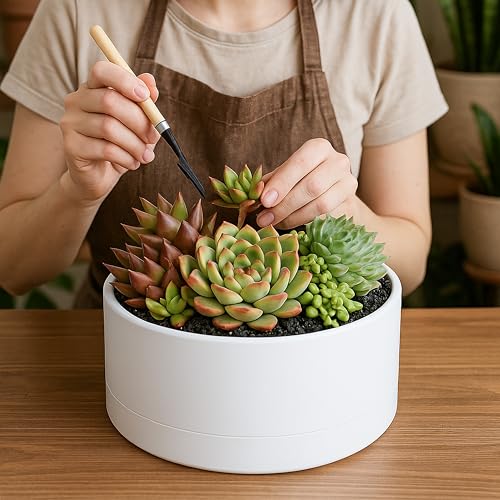D'vine Dev 10 in Shallow Round Succulent Planter, White, 76-Z-A-2 | Wide Bowl Design, Thick-Walled Durable Construction, Enhanced Drainage, Detachable Saucer, Ideal for Succulent Arrangements - color: White, size: 10 Inch