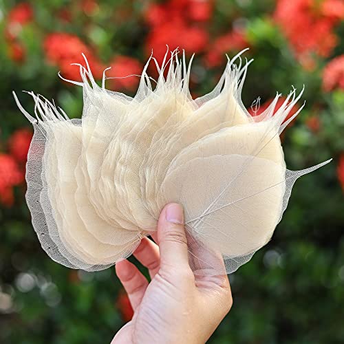 100 PCS Natural Skeleton Bodhi Leaves, Dried Ficus Religiosa Leaf Veins for Resin Art, Scrapbooking, Card Making, DIY Craft Decoration