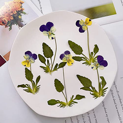 YUNZHI Natural Pansy Dried Pressed Flowers for Resin, Dry Flower for Candle,Epoxy Resin,Soap Making,Scrapbooking,DIY Art Crafts,Painting 12pcs/Pack (Pansy Yellow Purple) - color: Pansy Yellow Purple