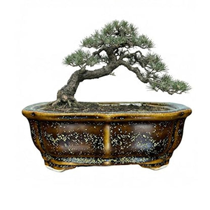 Glazed Ceramic Bonsai Pots, with Drainage, Red & Blue Desktop Decor - color: Bronze