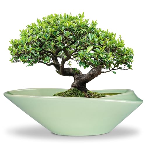 Ceramic Bonsai Pot - 18 Inch Planter with Drainage Hole Large Modern Bonsai Planter Decorative Succulent Flower Plant Pot for Indoor Plants Outdoor Green - color: Green, size: 18 Inch