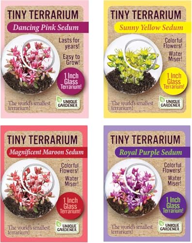Unique Gardener Tiny Terrarium Plant Seeds 4 Variety Pack, DIY Indoor Succulents and Live Plants for Home or Garden Planting, Assorted Sedum Pack - style: 4 Pack Sedum - Assorted