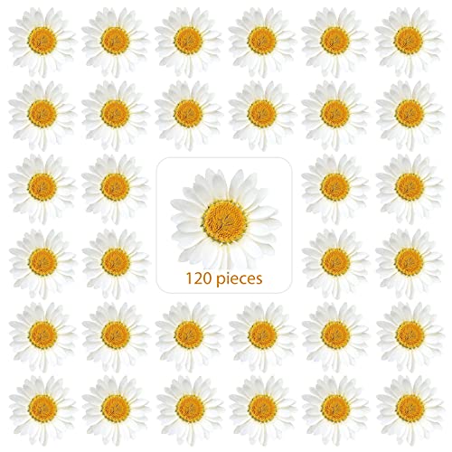 Nuanchu 120 Pcs Dried Pressed Flowers Daisies Pressed Dried Daisy Stickers