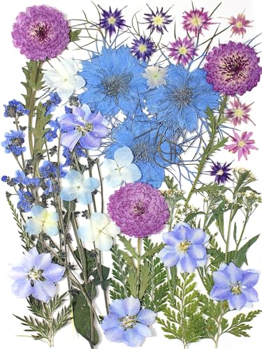 8 Types 46pcs Real Dried Pressed Flowers Leaf Plant Herbarium for DIY Resin Jewelry Making Floral Decors (Blue) - color: Blue