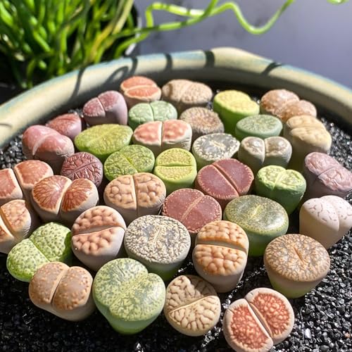 Lithops Random Mix Rare Live Succulent Plants, 30/50/100 Pcs Succulent Live Plant, Bare Root Without Pot Soil, Garden Indoor Office, Friend Plant Lovers Gifts (Large) - style: Large Random Mix