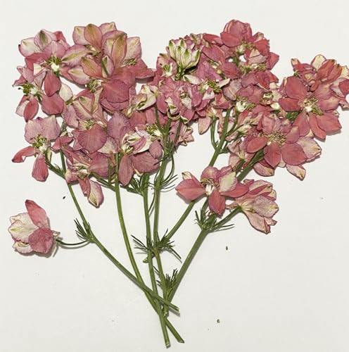 6 pcs Pink Larkspur with Stem Real Natural Dried Pressed Flowers for Resin Scrapbooking DIY Candle Decoration Jewelry Crafts - color: Pink Larkspur With Stem