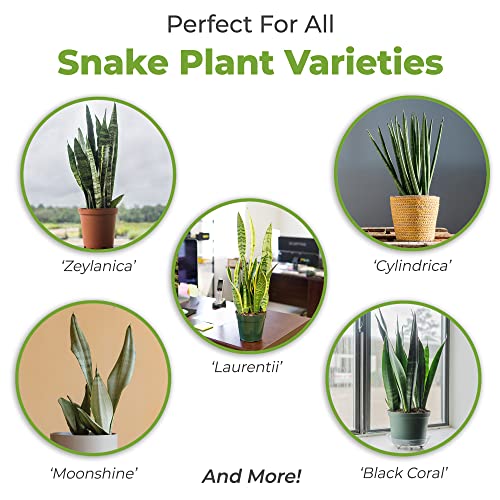 Perfect Plants Snake Plant Soil, 4 qt, Coco Coir Potting Mix - size: 4qt.